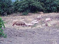 Свиньи атакуют_7